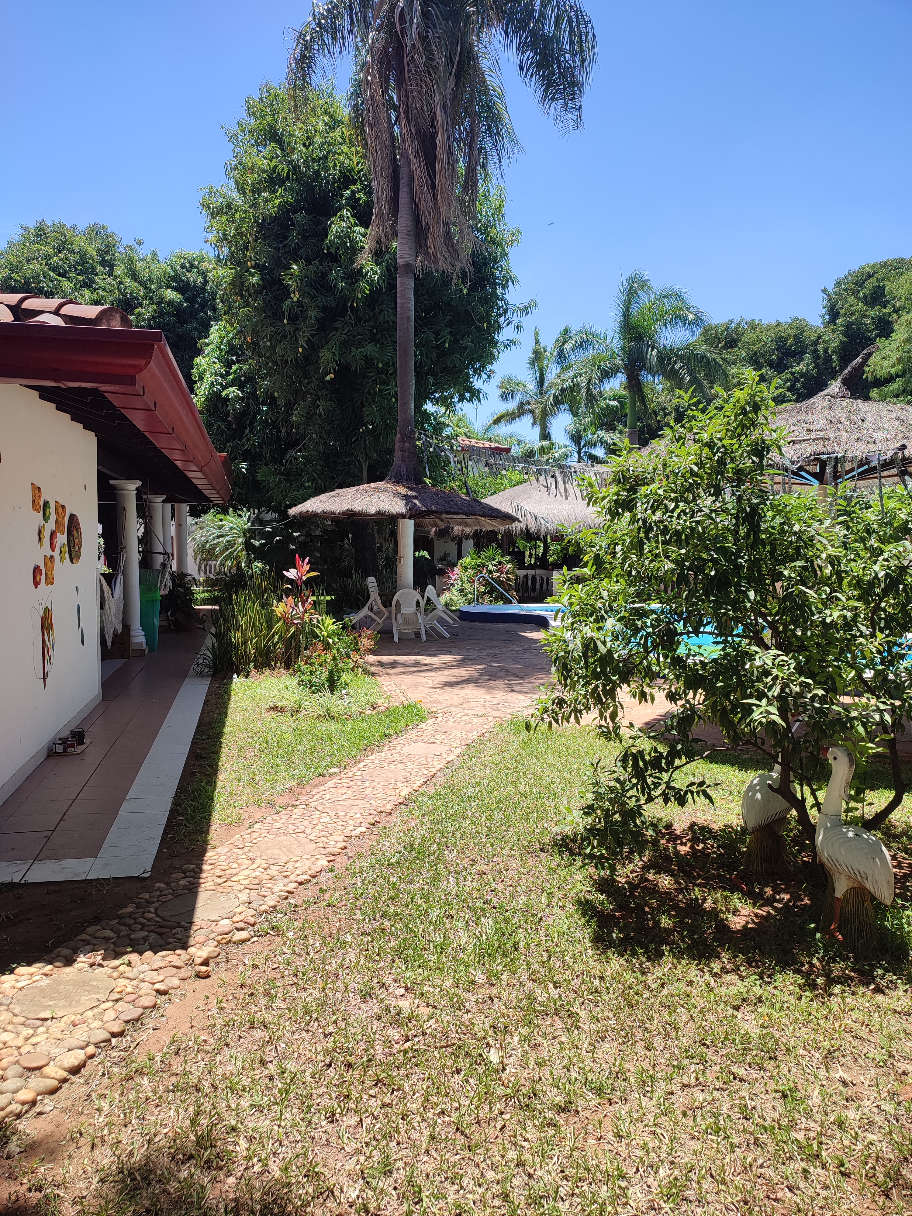 Jardín con piscina y palmeras del Hotel Ross Char